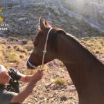 Seprona rescues a horse trapped in a mountainous area of Huércal Overa