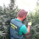 Two arrested with 52 marijuana plants hidden in an Arboleas farmhouse