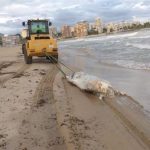 The carcass of a 600 kg cow washed up on the beach at El Campello