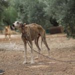 Galgos del Sur asks for three and a half years in prison and six years of disqualification for the two hunters accused of animal abuse on the farm of horrors in Cabra (Córdoba).