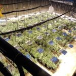 Arrested for having 524 marijuana plants in a warehouse in Cuevas del Almanzora