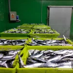 Fishermen blame the decline of sardine and anchovy in the Mediterranean on the “uncontrollable” number of tunas