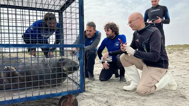 22_03_30_Grey seal rescued from La Llana beach and transported to Valencia