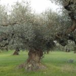 Traditional olive groves will receive coupled aid