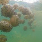 No anti jellyfish nets in the Mar Menor