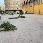 The PP of Albox denounces the indiscriminate felling of trees in the municipality.