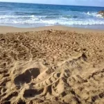 First loggerhead turtle nesting attempt detected on the coast of the Region of Murcia this summer
