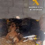 The Guardia Civil is investigating a person for the death of 25 dogs in Huércal Overa.