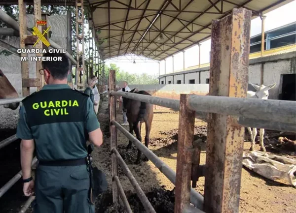 Investigated for having 35 equines in a deplorable state living with 13 horse carcasses in Murcia