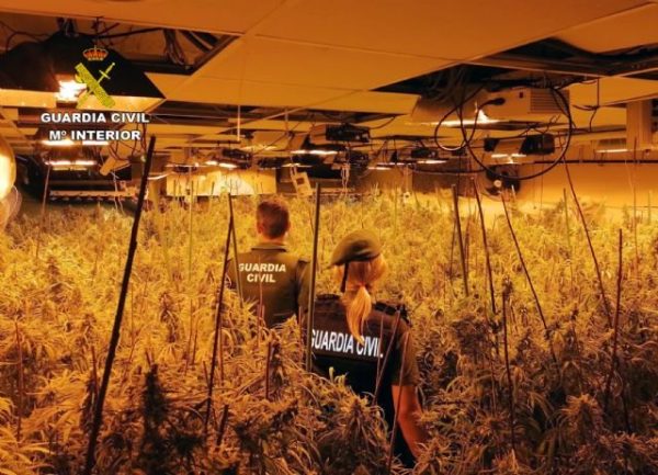 The Guardia Civil dismantles a greenhouse with 660 large marijuana plants in a villa in San Javier