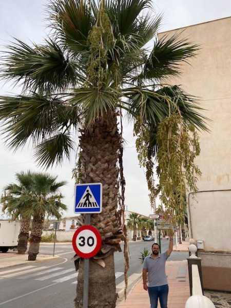 The PP of Zurgena urges the Town Hall to cut down the palm trees and look after the abandoned parks and gardens