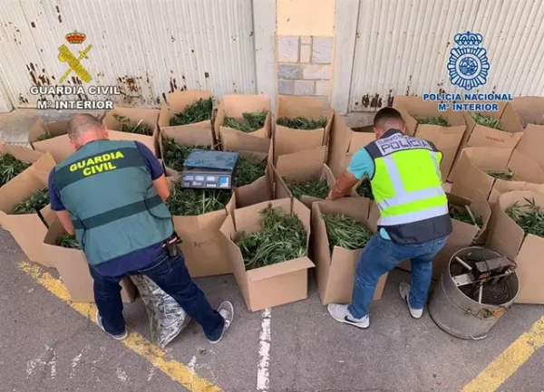 A clandestine greenhouse dedicated to the cultivation of marijuana is dismantled in Cartagena