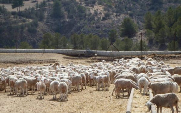 The sheep and goat pox outbreak detected in Oria has not spread to neighbouring farms