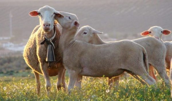 The Andalusian Regional Government lifts restrictions on the marketing of the Segureño breed of sheep and goats