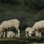 End of movement restrictions on sheep and goat pox affected animals