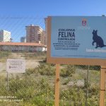 The San Javier Health Department has set up a controlled feeding point for cats in La Manga del Mar Menor.
