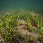 Seagrasses remove large amounts of inorganic nitrogen from the environment, study finds