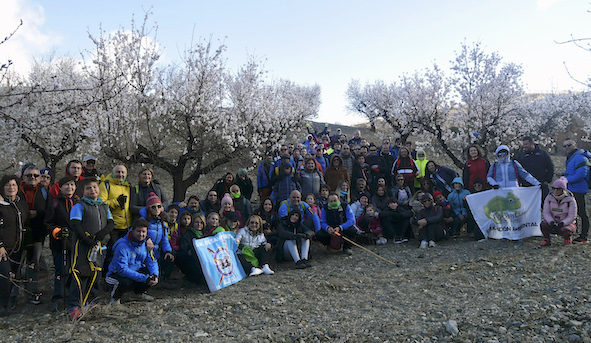 100 hikers walk through almond blossom fields