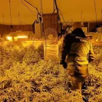 Guardia Civil dismantles an illicit marijuana crop in Mazarrón and arrests the two alleged perpetrators