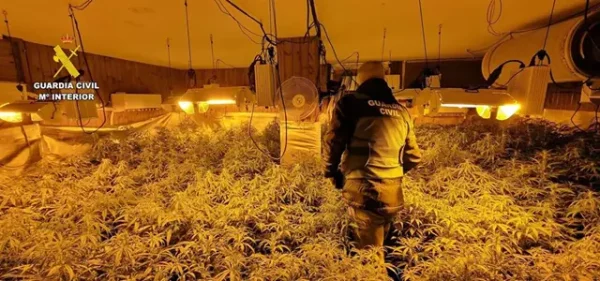 Guardia Civil dismantles an illicit marijuana crop in Mazarrón and arrests the two alleged perpetrators