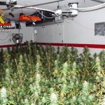 Couple arrested in Cartagena (Murcia) for having a marijuana greenhouse in their home