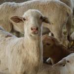 The Andalusian Regional Government publishes the second resolution on aid for those affected by sheep and goat pox.
