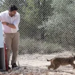 The Community of Murcia completes the soft release phase of the Iberian lynx with the introduction of four specimens