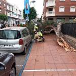 Two people were injured when a large tree collapsed in Santiago de la Ribera (San Javier).