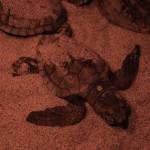 49 loggerhead turtles hatch in Calblanque and four more in the El Valle Recovery Centre