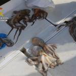 The Guardia Civil seizes 15 specimens of undersized octopus in Águilas (Murcia)