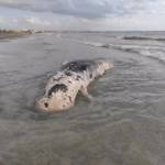 The body of a sperm whale stranded on a beach in San Pedro del Pinatar (Murcia) is found.