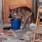 Investigated in Cartagena for abandonment and mistreatment of animals, in “deplorable hygienic and sanitary conditions”